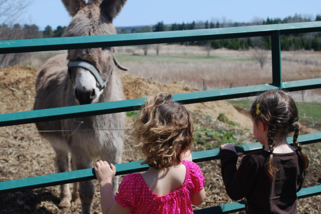 Children visiting animals at nearby farm
